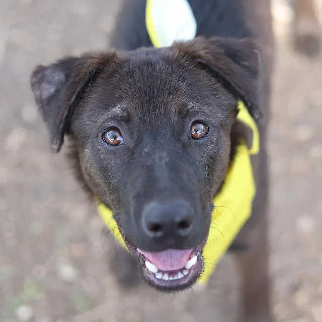 A young medium-sized female American Staffordshire Terrier dog named Millie for adoption in San Antonio, TX