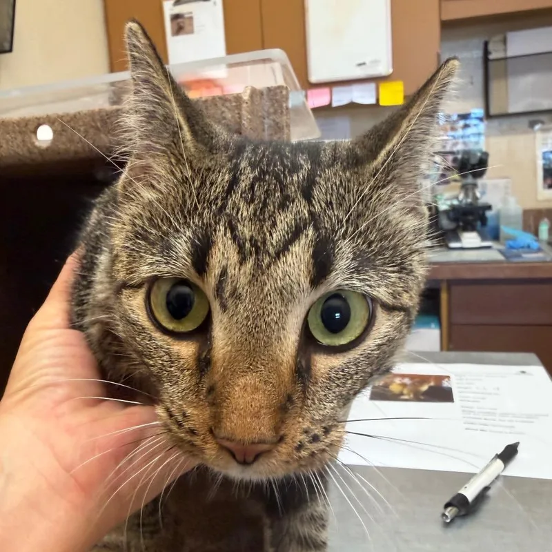A young medium-sized female Brown / Chocolate Domestic Short Hair cat named Tulip for adoption in Birmingham, AL