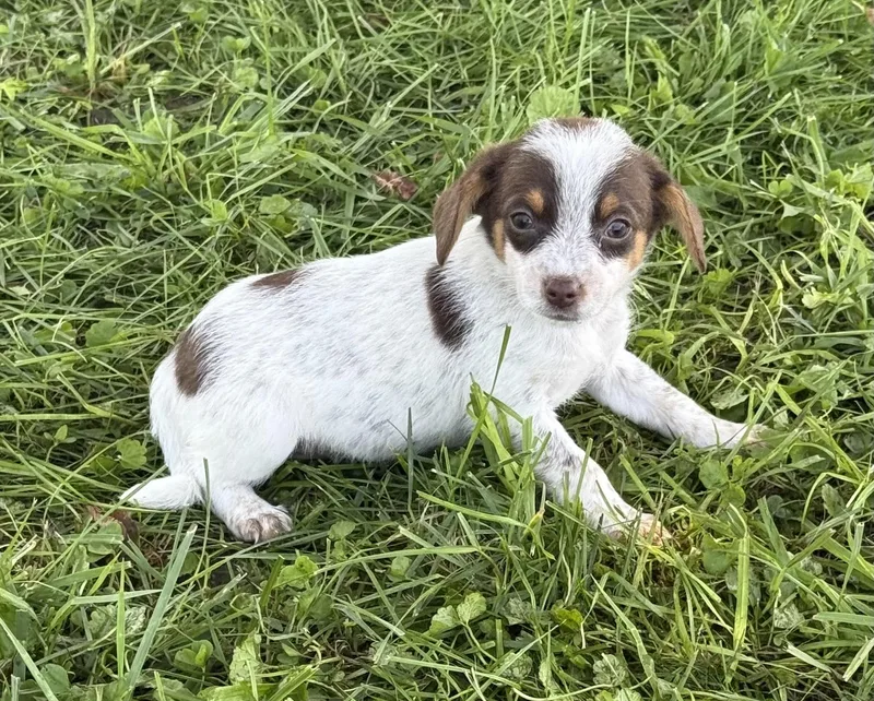 Cinnamon