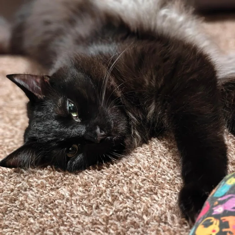 Ink Blot thumbnail 2