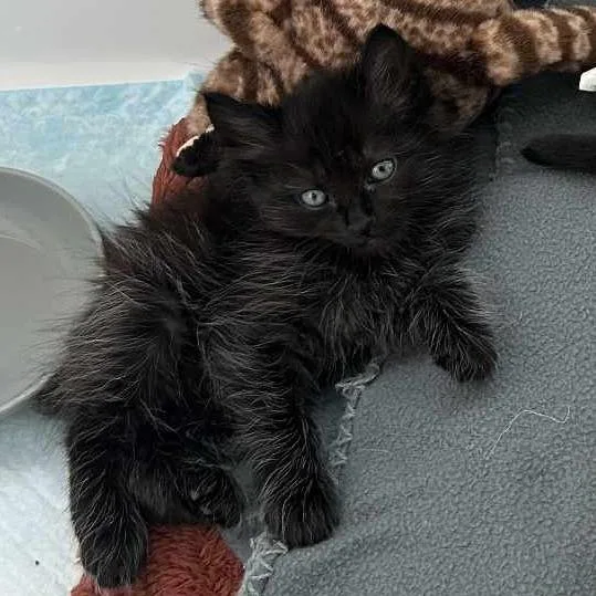 Ink Blot thumbnail 3