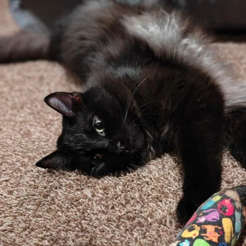 Ink Blot thumbnail 4