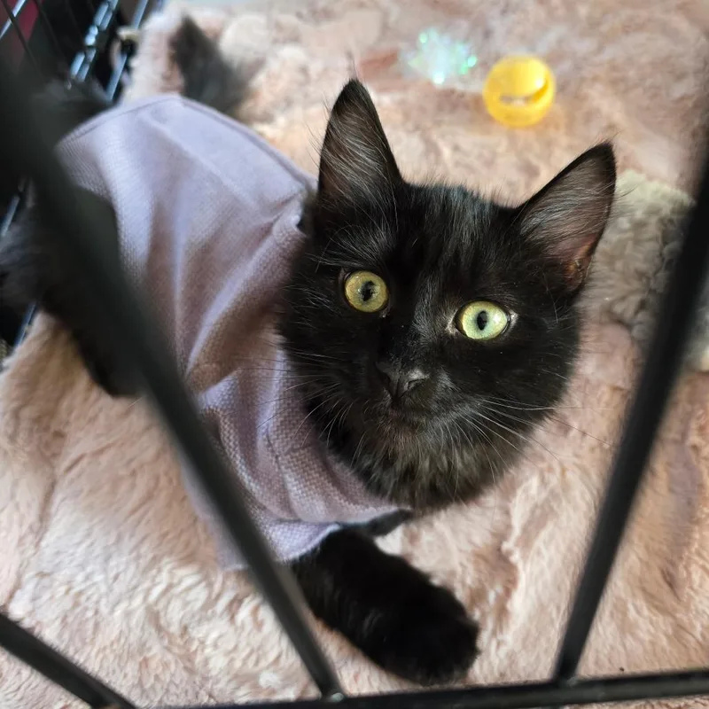 Ink Blot thumbnail 5