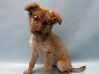 A baby large-sized female German Shepherd Dog dog named Mercedes for adoption in Woodbury, MN