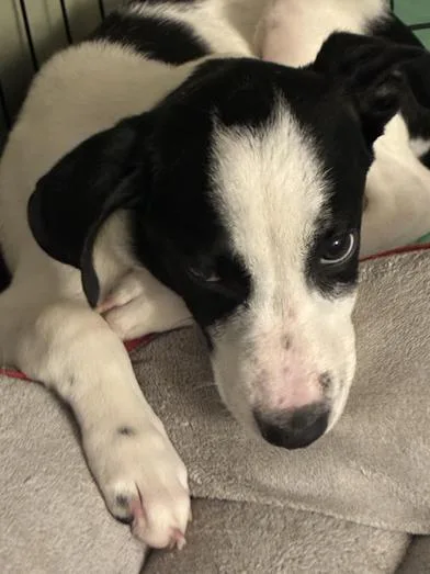 A baby medium-sized male Black Border Collie dog named Chuck for adoption in Liverpool, TX