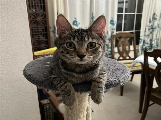 A baby small-sized female Gray / Blue / Silver Domestic Short Hair cat named Misty for adoption in Woodland, CA