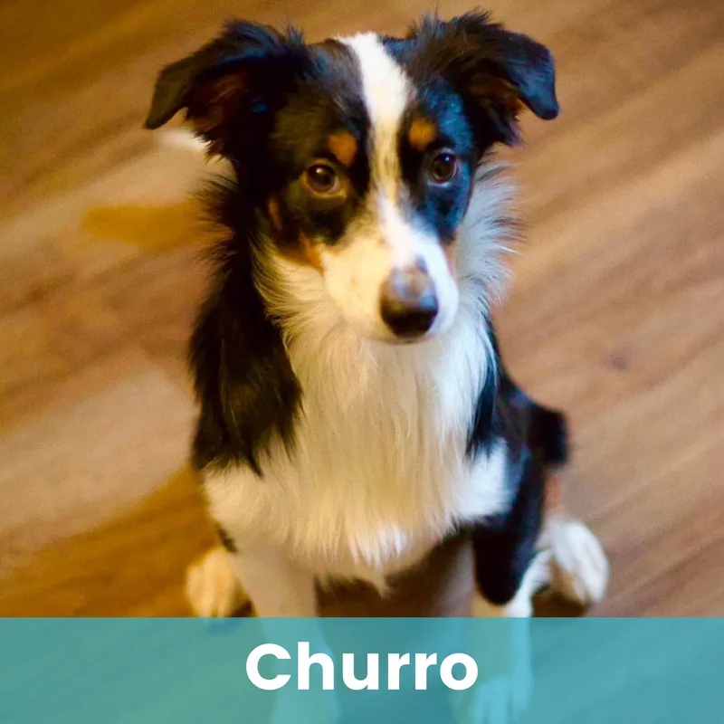 A baby medium-sized male Mixed Breed dog named Churro for adoption in Rochester , NY