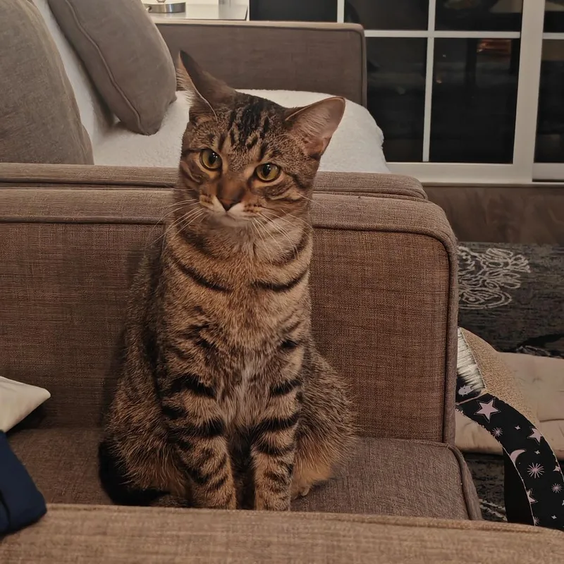 An adult medium-sized male Tabby (Brown / Chocolate) Domestic Short Hair cat named Saguaro for adoption in Evanston, IL