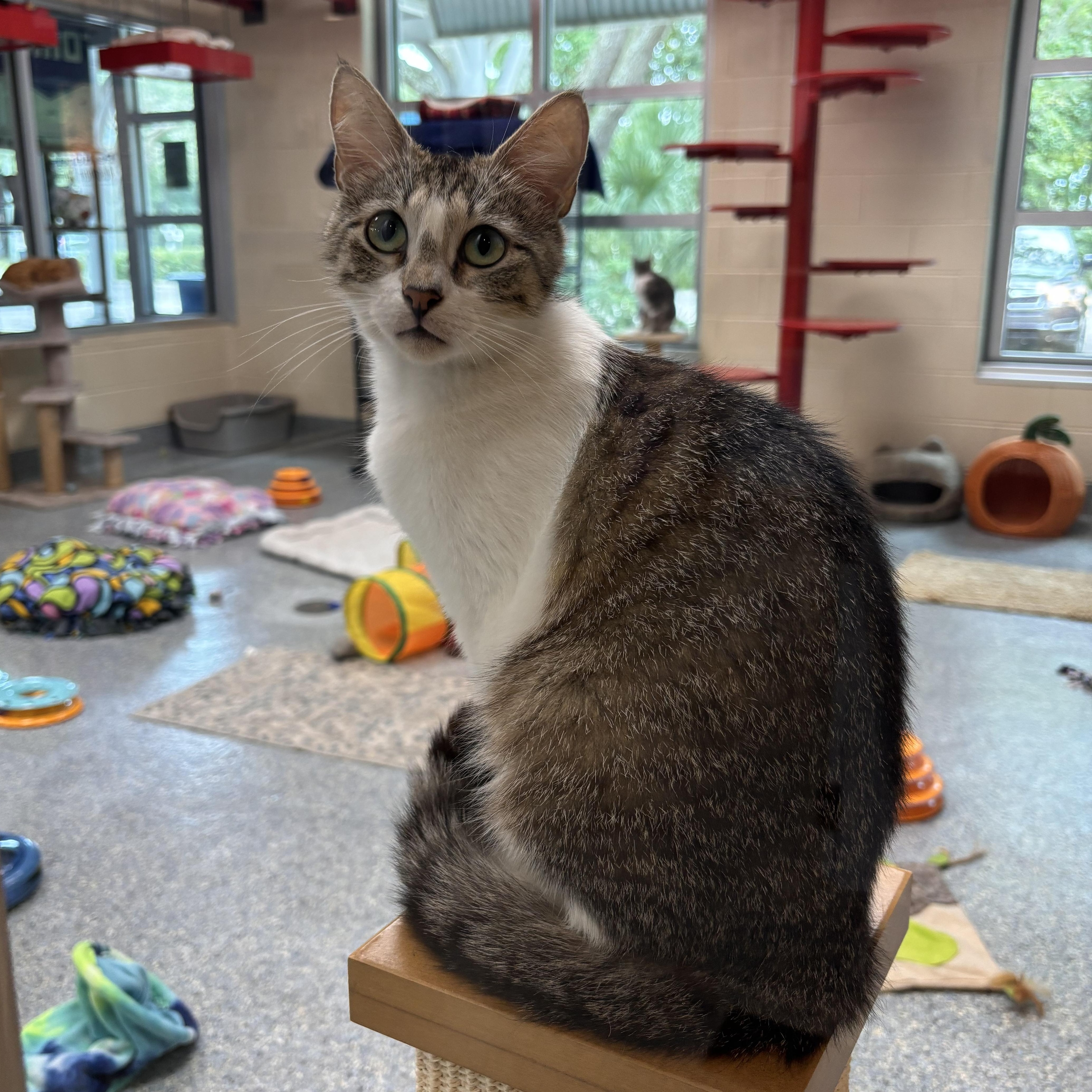 A young medium-sized female Tabby (Brown / Chocolate) Domestic Short Hair cat named Olivia for adoption in Charleston, SC