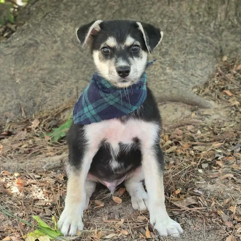 A baby medium-sized male Husky dog named Gumdrop for adoption in Corsicana, TX