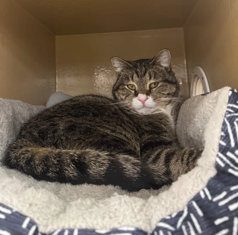 An adult medium-sized male Domestic Short Hair cat named Jochum for adoption in Fort Lupton, CO