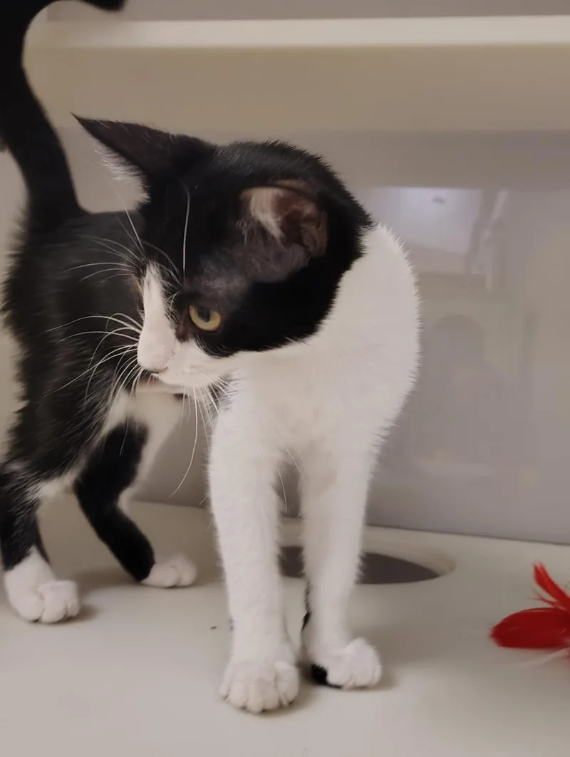 A young medium-sized female Domestic Short Hair cat named Dutchess Fluffypaws for adoption in Lincoln, CA