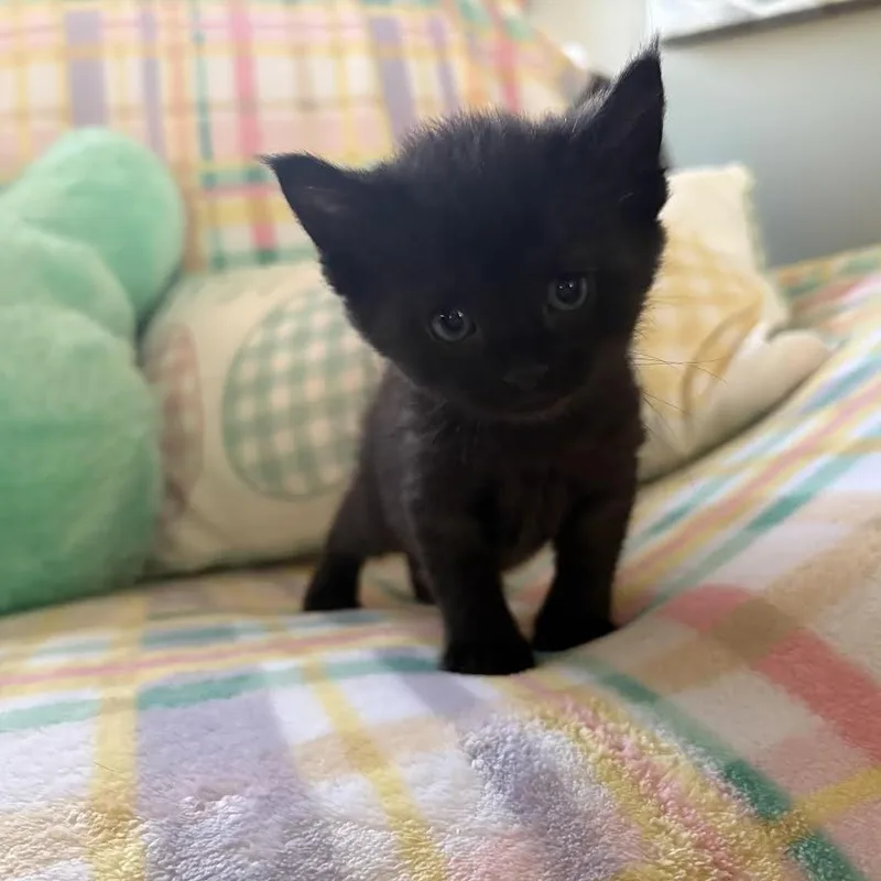 A baby small-sized female Black Domestic Short Hair cat named Karma for adoption in Chaska, MN