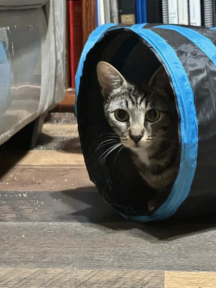 Starburst thumbnail 2