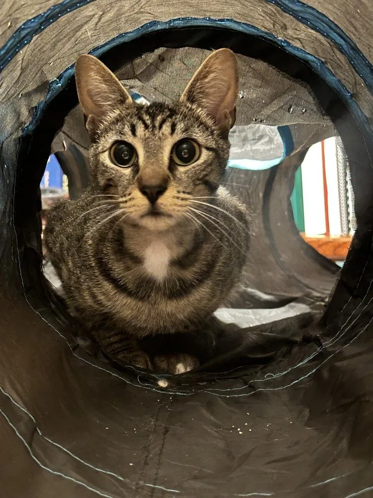 Starburst thumbnail 3