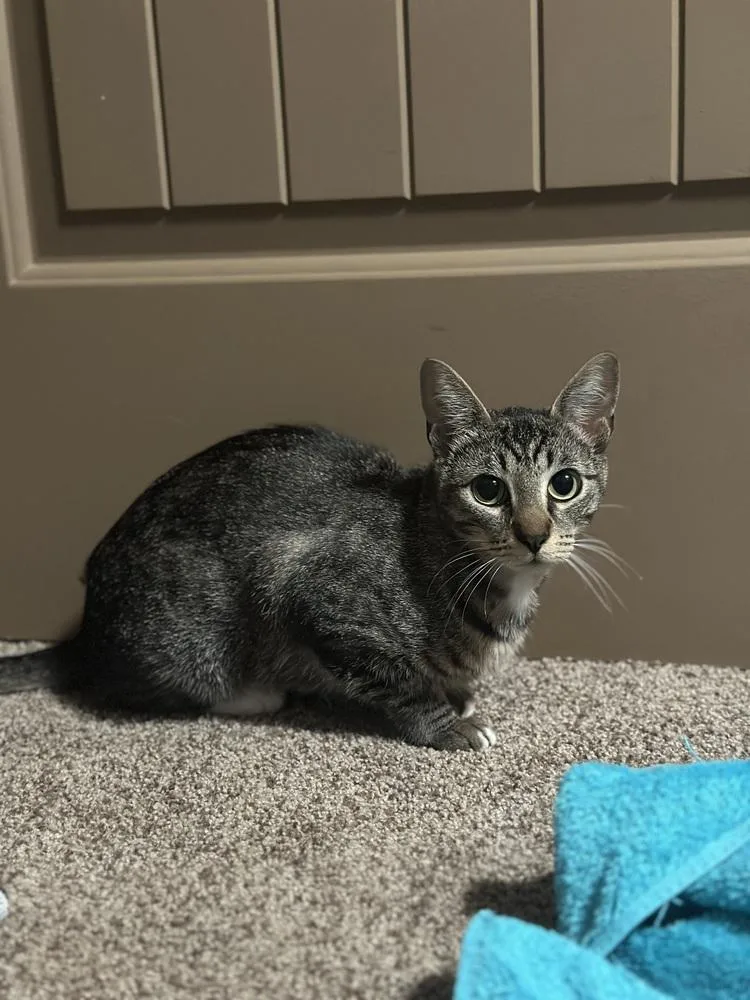 Starburst thumbnail 4