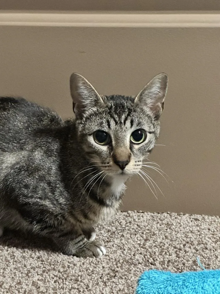 Starburst thumbnail 5