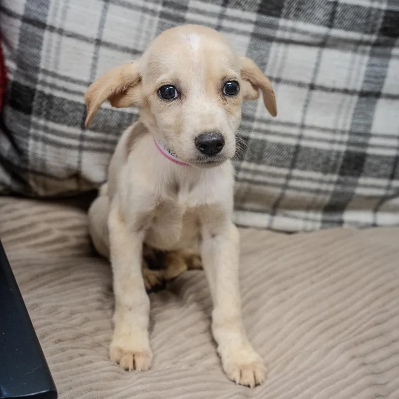 A baby medium-sized female Yellow / Tan / Blond / Fawn Labrador Retriever dog named Rey Skywalker for adoption in Pawling, NY