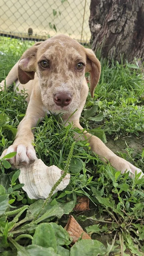 A baby medium-sized male Mixed Breed dog named Froggy for adoption in Peoria, IL