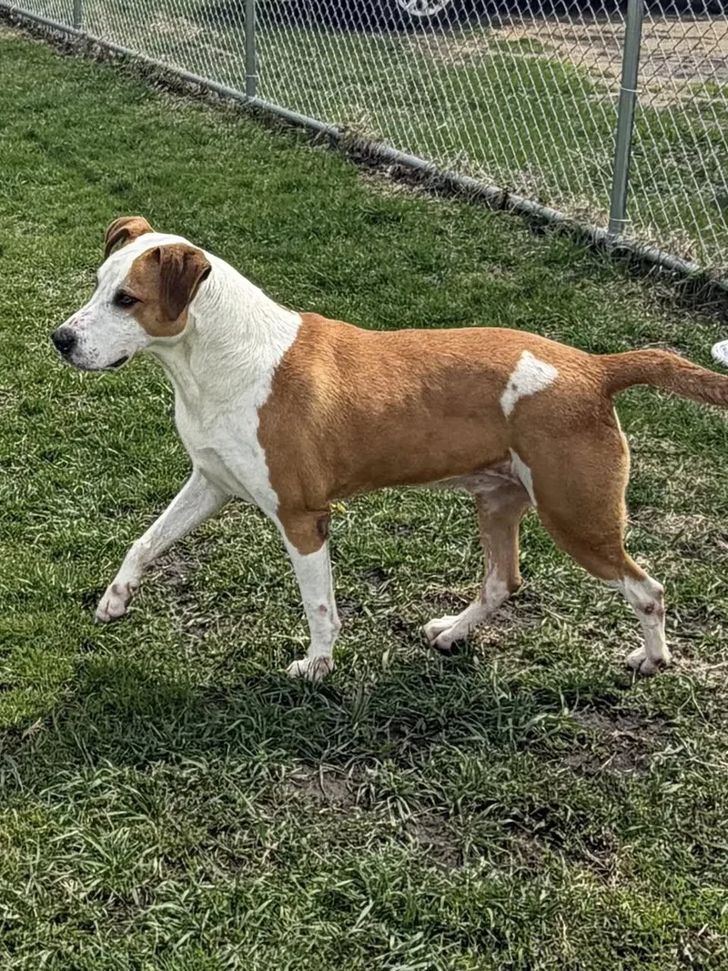 An adult medium-sized male Mixed Breed dog named Collins for adoption in Davenport, IA