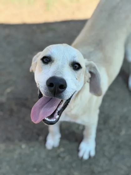 A young large-sized male Labrador Retriever dog named Courage for adoption in Irving, TX