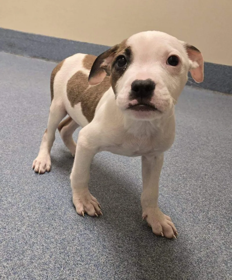 A young small-sized male Pit Bull Terrier dog named Carlisle for adoption in Suffolk, VA