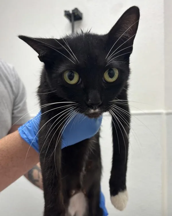An adult medium-sized female Domestic Short Hair cat named Beanie Bonded W for adoption in Silverdale, WA