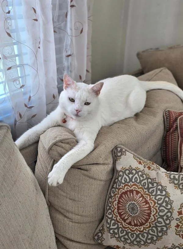 An adult medium-sized male Domestic Short Hair cat named Louie for adoption in Staten Island, NY
