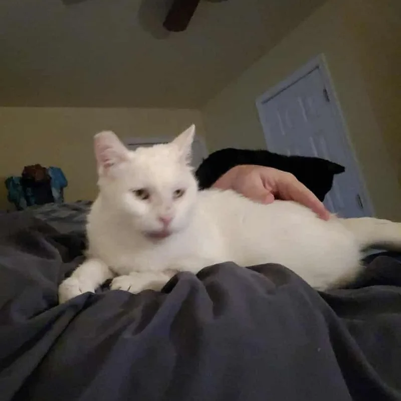 An adult medium-sized female White Domestic Short Hair cat named Ivy for adoption in Boiling Springs, PA