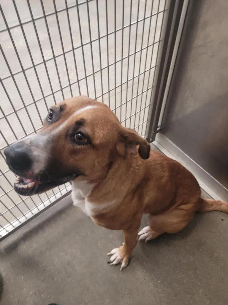 An adult large-sized female Rhodesian Ridgeback dog named Judy for adoption in Huntsville, TX
