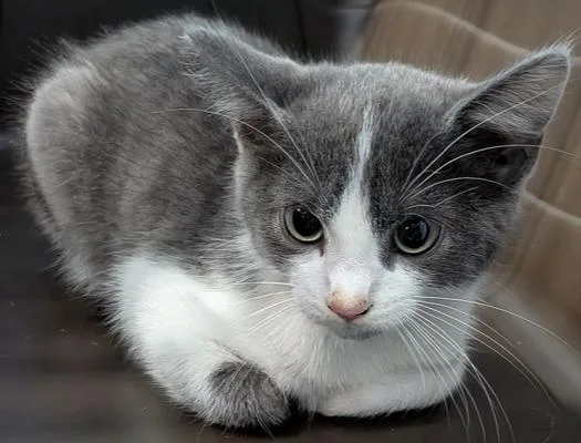 A baby small-sized male Gray & White Domestic Short Hair cat named Dweezil for adoption in Evansville, IN