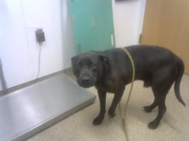 An adult large-sized male Pit Bull Terrier dog named Spike for adoption in Albuquerque, NM