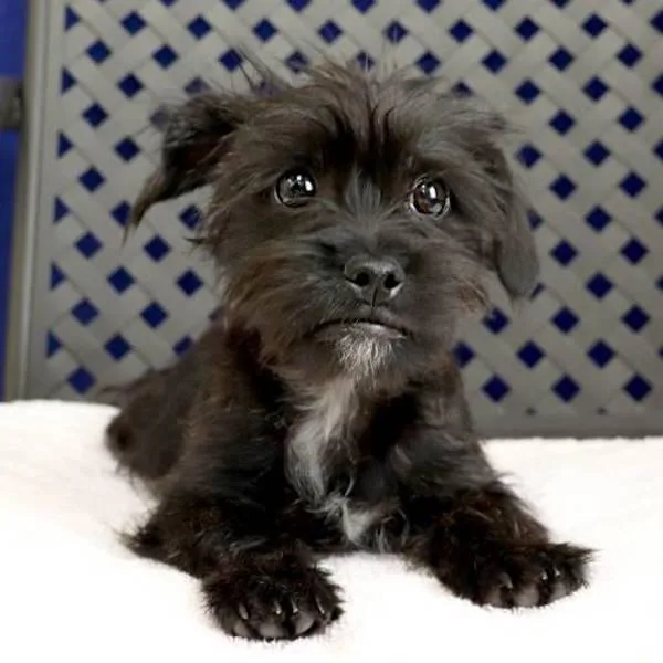 A young small-sized male Shih Tzu dog named Ford for adoption in Midland, TX