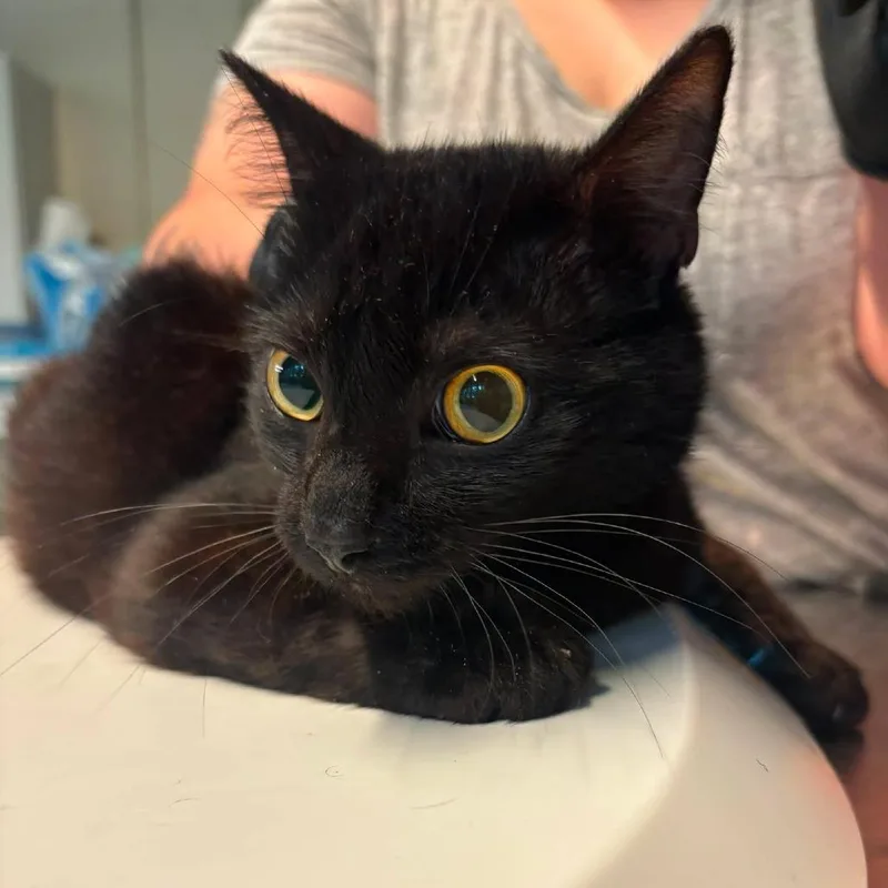 An adult medium-sized male Black Domestic Short Hair cat named Heathen for adoption in Huntington, WV