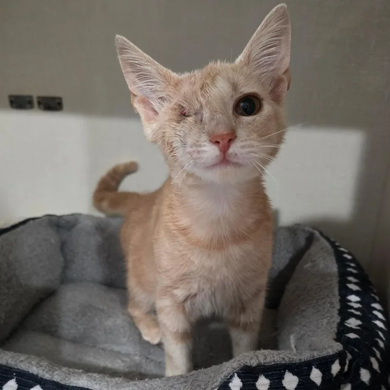 A baby medium-sized male Domestic Short Hair cat named Davey for adoption in Fairmont, WV