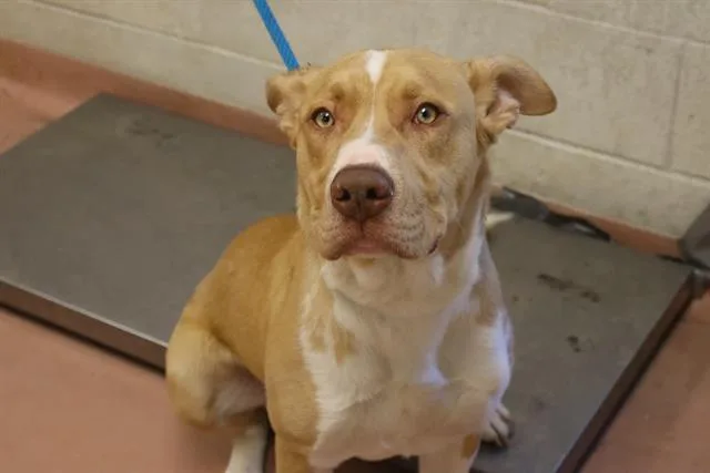 A young medium-sized male Mixed Breed dog named Traveler for adoption in Columbia, SC
