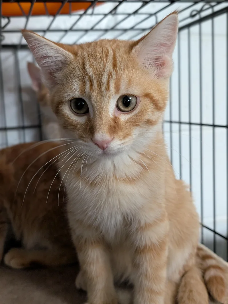 A baby medium-sized male Tabby (Orange / Red) Domestic Short Hair cat named Sunkist for adoption in Tilton, IL