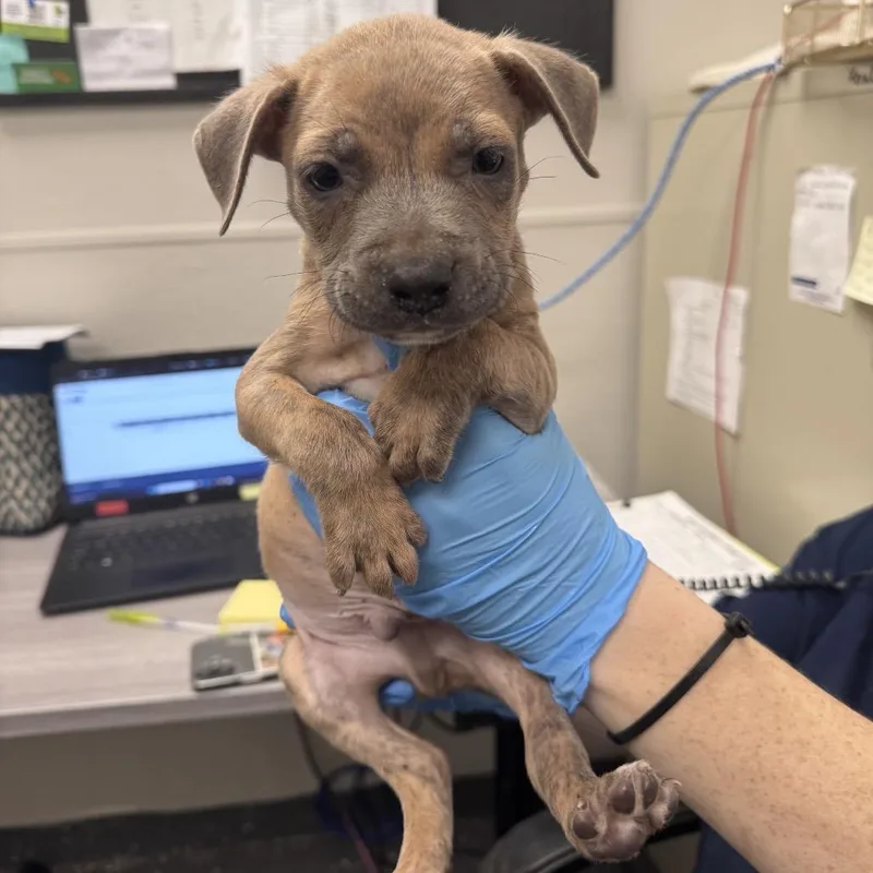 A baby small-sized male Brown / Chocolate Mixed Breed dog named Pleakley for adoption in Columbiana, AL