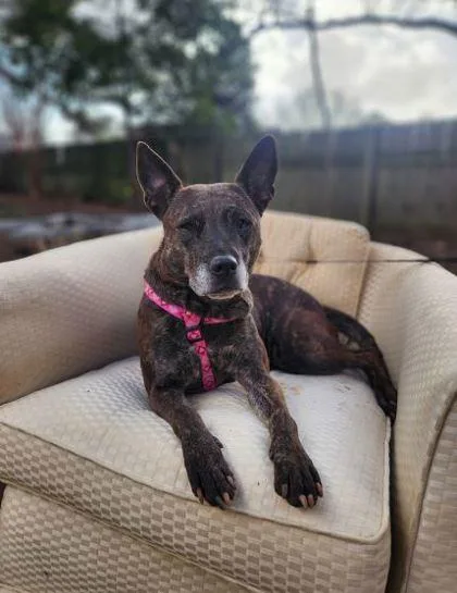 A senior medium-sized female Mixed Breed dog named Maria for adoption in Memphis, TN