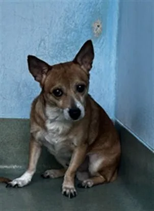 An adult small-sized male Chihuahua dog named Pancakes for adoption in Baldwin Park, CA