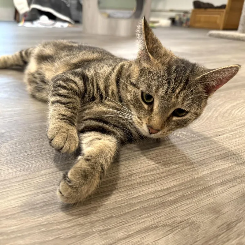 An adult small-sized female Torbie Domestic Short Hair cat named Leah for adoption in Goshen, IN