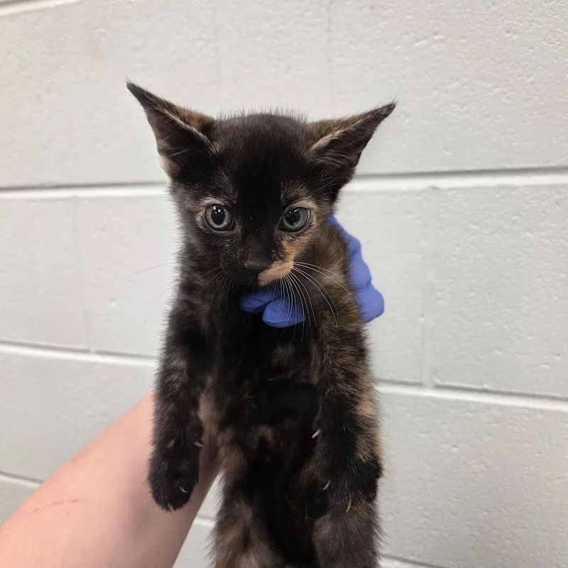 A baby small-sized female Tortoiseshell Domestic Short Hair cat named Starlight for adoption in Chattanooga, TN