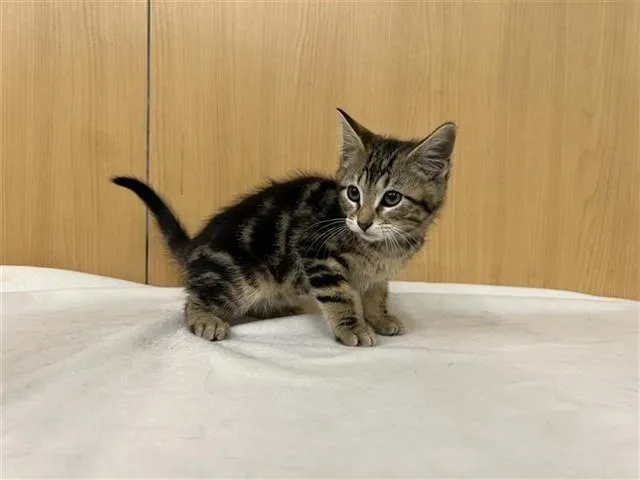 A baby small-sized male Domestic Medium Hair cat named Tigger for adoption in Saint Louis, MO