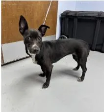 Dutchess thumbnail 2