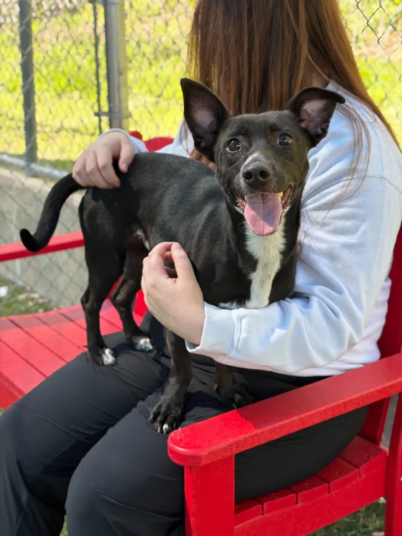 An adult small-sized female Mixed Breed dog named Dutchess for adoption in Portland, ME