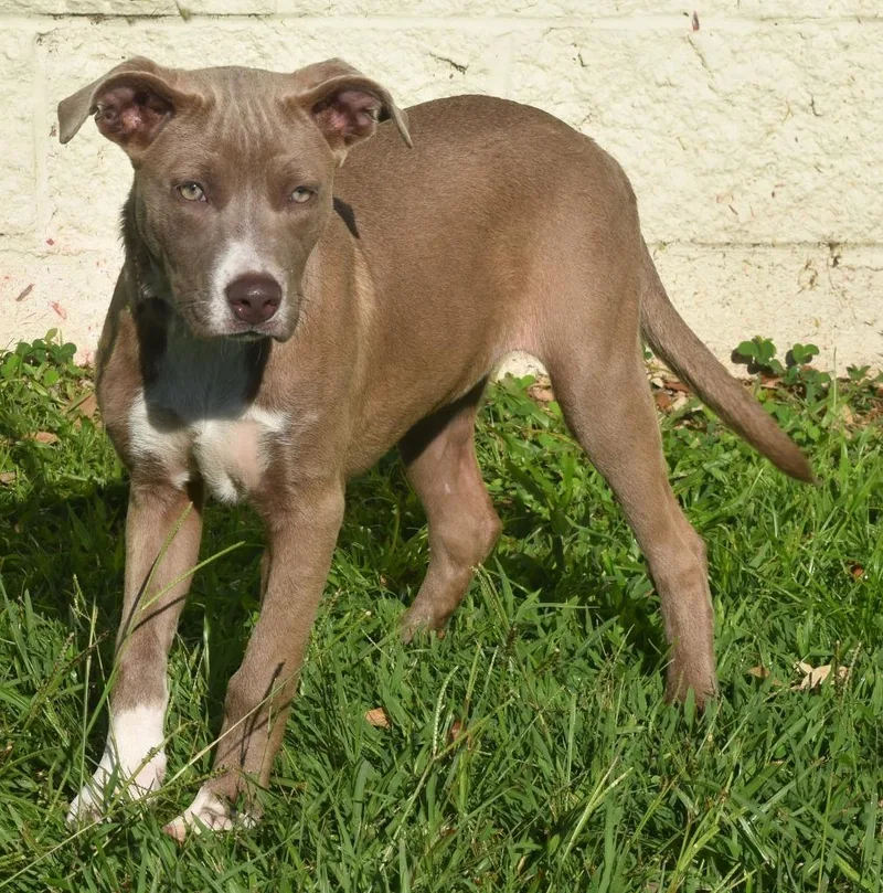 A baby medium-sized female Mixed Breed dog named Lilly Pad for adoption in Kingsland, GA