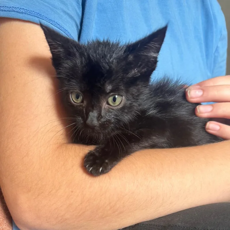 A baby small-sized male Black Domestic Short Hair cat named Pancakes for adoption in Lynchburg, VA