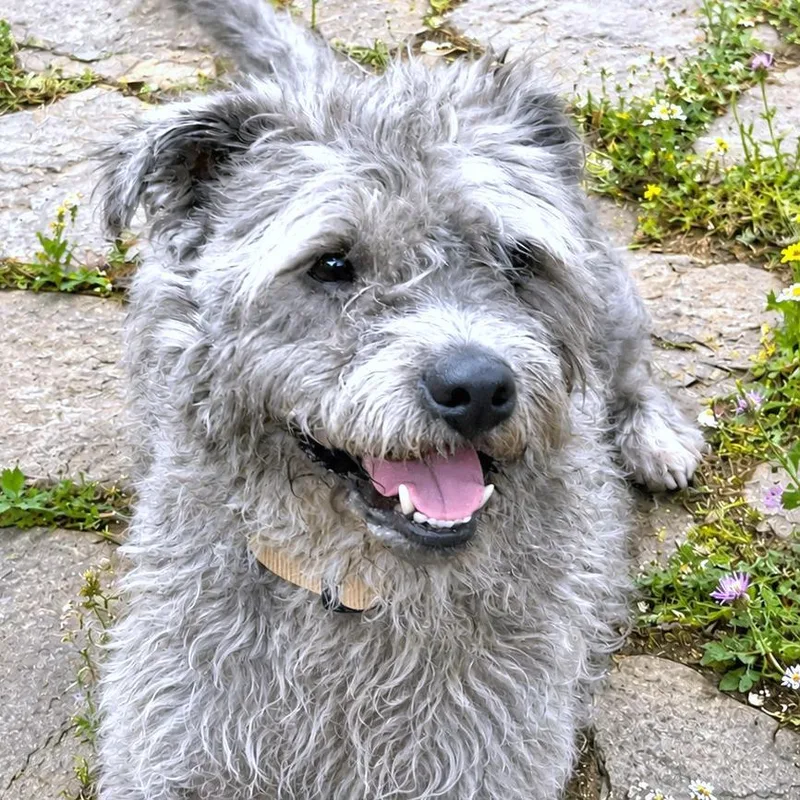 An adult medium-sized male Gray / Blue / Silver Schnauzer dog named Paco for adoption in Boerne, TX