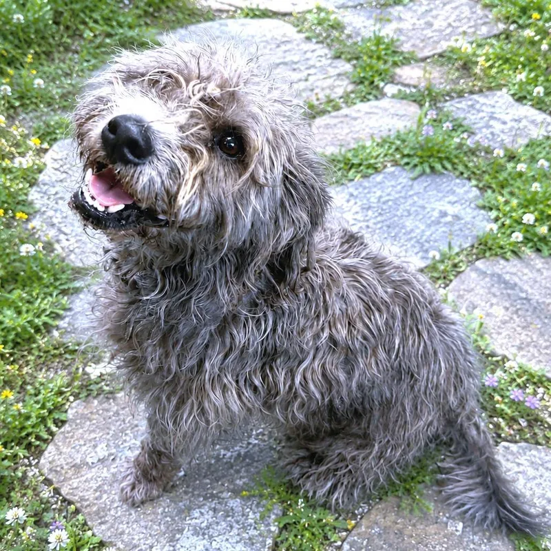 Paco thumbnail 4
