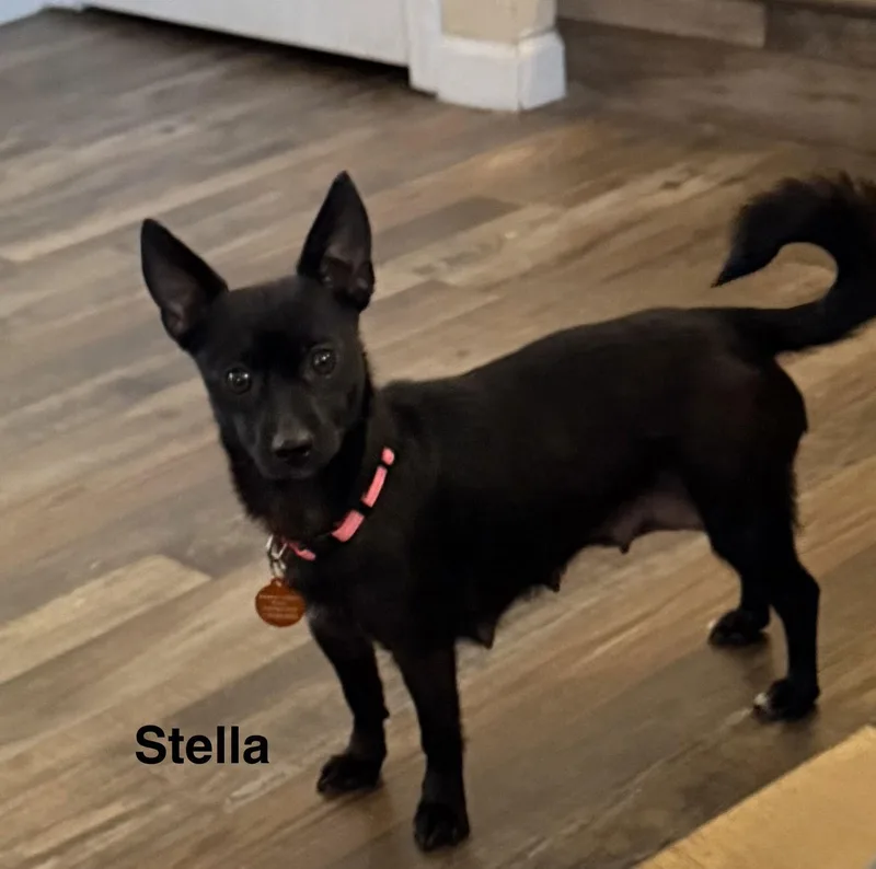 Stella